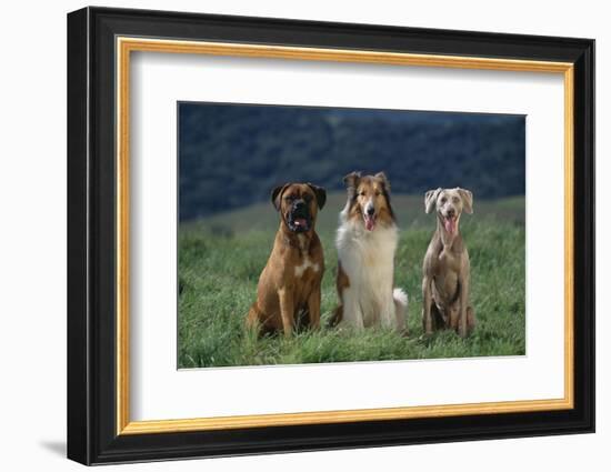 Bullmastiff, Collie and Weimaraner in Field-DLILLC-Framed Photographic Print