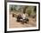 Bullock Carts, Tala, Bandhavgarh National Park, Madhya Pradesh, India-Thorsten Milse-Framed Photographic Print