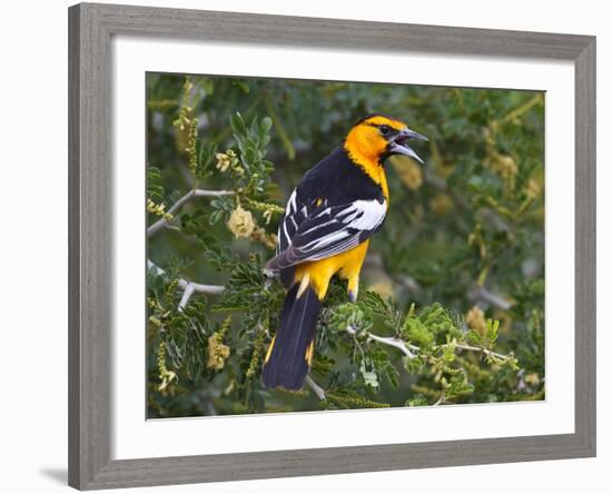 Bullock's Oriole (Icterus Bullockii) Female Flushing from Pond Edge, Starr Co., Texas, Usa-Larry Ditto-Framed Photographic Print