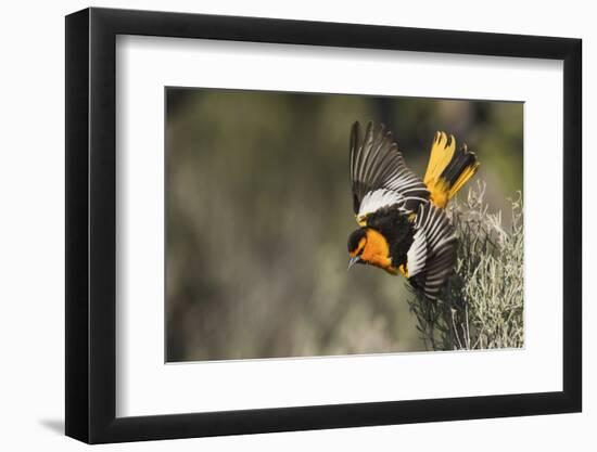 Bullock's Oriole-Ken Archer-Framed Photographic Print