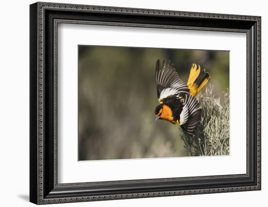 Bullock's Oriole-Ken Archer-Framed Photographic Print