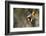 Bullock's Oriole-Ken Archer-Framed Photographic Print