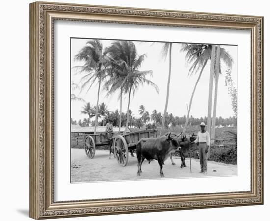 Bullock Teams on the Military Road, San Juan, Puerto Rico-null-Framed Photo