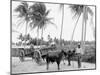 Bullock Teams on the Military Road, San Juan, Puerto Rico-null-Mounted Photo