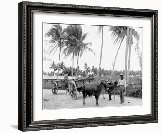 Bullock Teams on the Military Road, San Juan, Puerto Rico-null-Framed Photo