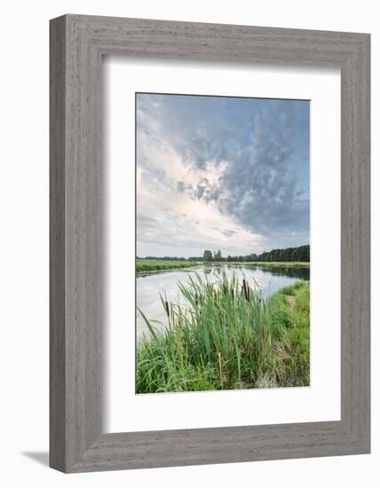 Bullrushes on Bank and Still Waters of River Mark, Breda, North Brabant, The Netherlands (Holland)-Mark Doherty-Framed Photographic Print