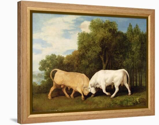 Bulls Fighting, 1786 (Oil on Panel)-George Stubbs-Framed Premier Image Canvas