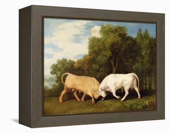 Bulls Fighting, 1786 (Oil on Panel)-George Stubbs-Framed Premier Image Canvas