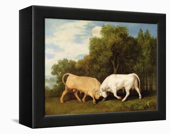 Bulls Fighting, 1786 (Oil on Panel)-George Stubbs-Framed Premier Image Canvas