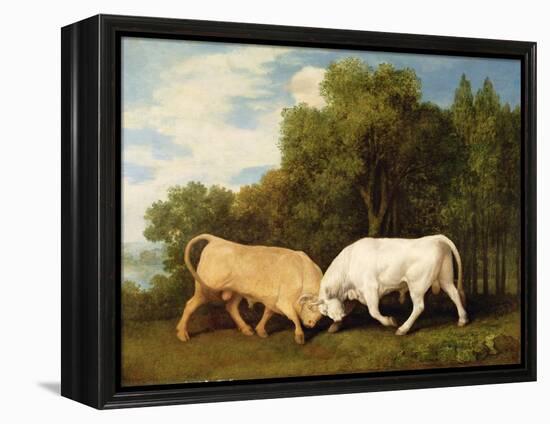 Bulls Fighting, 1786 (Oil on Panel)-George Stubbs-Framed Premier Image Canvas