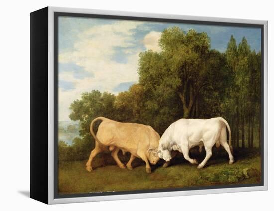 Bulls Fighting, 1786 (Oil on Panel)-George Stubbs-Framed Premier Image Canvas