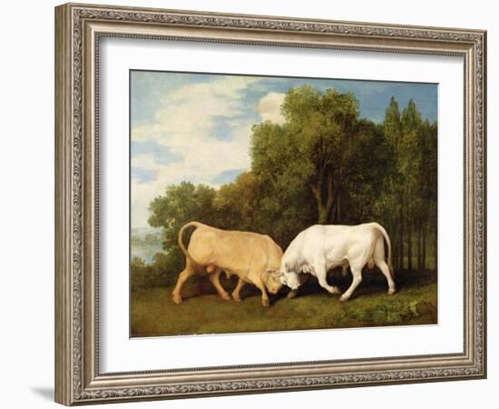 Bulls Fighting, 1786 (Oil on Panel)-George Stubbs-Framed Giclee Print