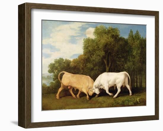 Bulls Fighting, 1786 (Oil on Panel)-George Stubbs-Framed Giclee Print