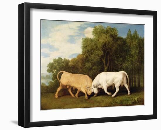 Bulls Fighting, 1786 (Oil on Panel)-George Stubbs-Framed Giclee Print