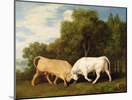 Bulls Fighting, 1786 (Oil on Panel)-George Stubbs-Mounted Giclee Print