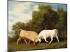 Bulls Fighting, 1786 (Oil on Panel)-George Stubbs-Mounted Giclee Print