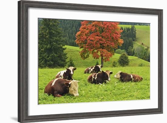 Bulls on Pasture and Maple Tree, Black Forest, Schwarzwald-Baar, Baden-Wurttemberg, Germany, Europe-Jochen Schlenker-Framed Photographic Print