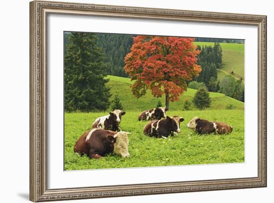 Bulls on Pasture and Maple Tree, Black Forest, Schwarzwald-Baar, Baden-Wurttemberg, Germany, Europe-Jochen Schlenker-Framed Photographic Print