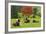 Bulls on Pasture and Maple Tree, Black Forest, Schwarzwald-Baar, Baden-Wurttemberg, Germany, Europe-Jochen Schlenker-Framed Photographic Print