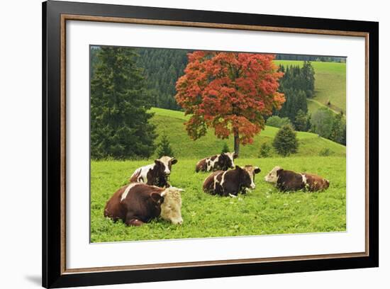 Bulls on Pasture and Maple Tree, Black Forest, Schwarzwald-Baar, Baden-Wurttemberg, Germany, Europe-Jochen Schlenker-Framed Photographic Print