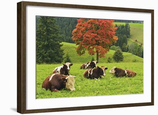 Bulls on Pasture and Maple Tree, Black Forest, Schwarzwald-Baar, Baden-Wurttemberg, Germany, Europe-Jochen Schlenker-Framed Photographic Print