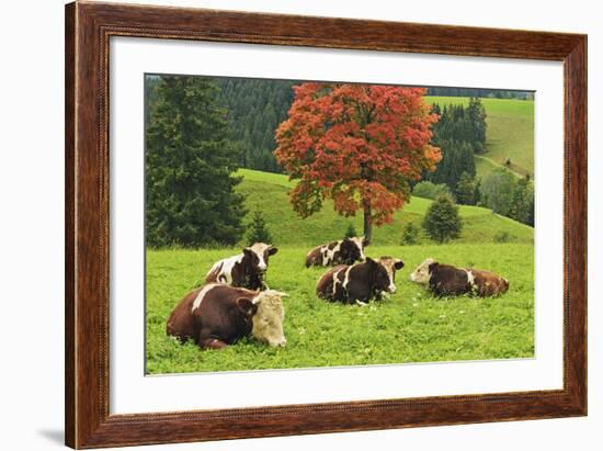 Bulls on Pasture and Maple Tree, Black Forest, Schwarzwald-Baar, Baden-Wurttemberg, Germany, Europe-Jochen Schlenker-Framed Photographic Print