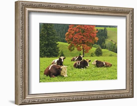 Bulls on Pasture and Maple Tree, Black Forest, Schwarzwald-Baar, Baden-Wurttemberg, Germany, Europe-Jochen Schlenker-Framed Photographic Print