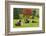 Bulls on Pasture and Maple Tree, Black Forest, Schwarzwald-Baar, Baden-Wurttemberg, Germany, Europe-Jochen Schlenker-Framed Photographic Print