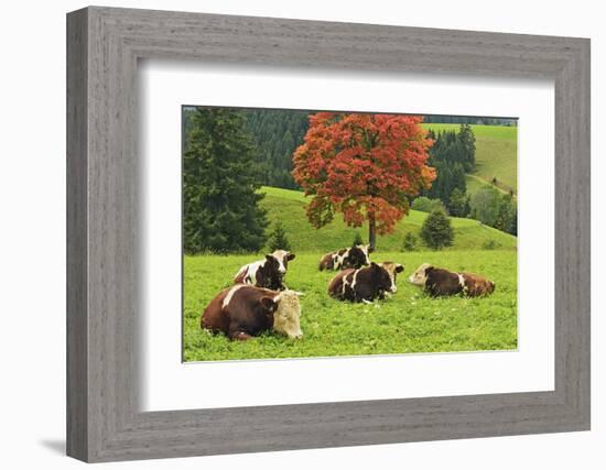 Bulls on Pasture and Maple Tree, Black Forest, Schwarzwald-Baar, Baden-Wurttemberg, Germany, Europe-Jochen Schlenker-Framed Photographic Print