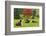 Bulls on Pasture and Maple Tree, Black Forest, Schwarzwald-Baar, Baden-Wurttemberg, Germany, Europe-Jochen Schlenker-Framed Photographic Print