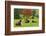 Bulls on Pasture and Maple Tree, Black Forest, Schwarzwald-Baar, Baden-Wurttemberg, Germany, Europe-Jochen Schlenker-Framed Photographic Print