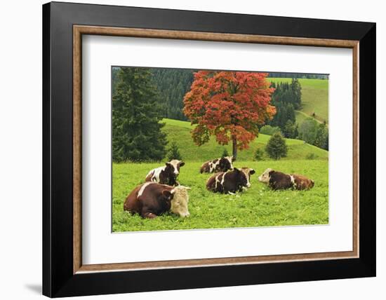 Bulls on Pasture and Maple Tree, Black Forest, Schwarzwald-Baar, Baden-Wurttemberg, Germany, Europe-Jochen Schlenker-Framed Photographic Print