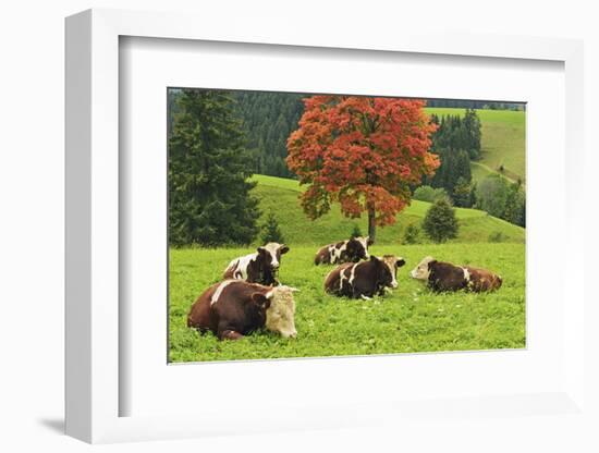 Bulls on Pasture and Maple Tree, Black Forest, Schwarzwald-Baar, Baden-Wurttemberg, Germany, Europe-Jochen Schlenker-Framed Photographic Print