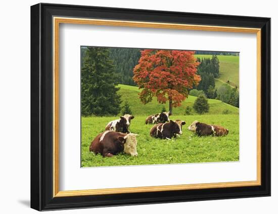 Bulls on Pasture and Maple Tree, Black Forest, Schwarzwald-Baar, Baden-Wurttemberg, Germany, Europe-Jochen Schlenker-Framed Photographic Print