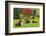 Bulls on Pasture and Maple Tree, Black Forest, Schwarzwald-Baar, Baden-Wurttemberg, Germany, Europe-Jochen Schlenker-Framed Photographic Print