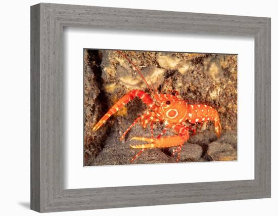 bullseye reef lobster on rocky seabed, hawaii, pacific ocean-david fleetham-Framed Photographic Print