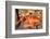 bullseye reef lobster on rocky seabed, hawaii, pacific ocean-david fleetham-Framed Photographic Print