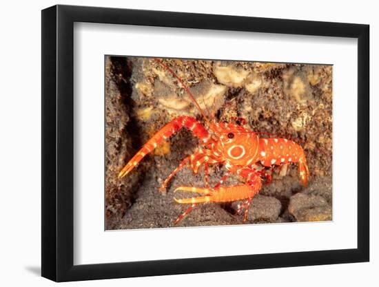 bullseye reef lobster on rocky seabed, hawaii, pacific ocean-david fleetham-Framed Photographic Print
