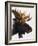 Bullwinkle-Barbara Keith-Framed Giclee Print