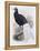 Bulwer's Pheasant-John Gould-Framed Premier Image Canvas
