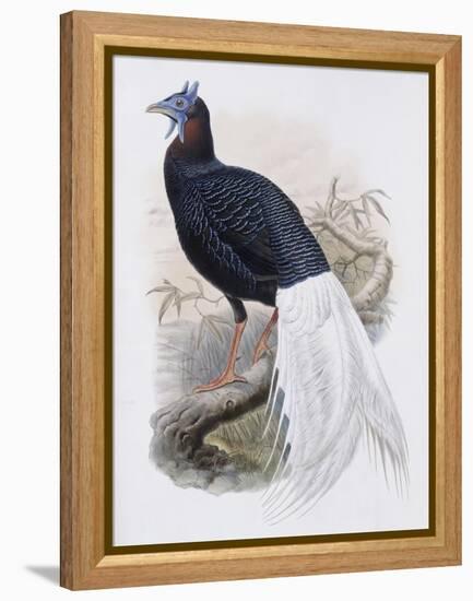 Bulwer's Pheasant-John Gould-Framed Premier Image Canvas