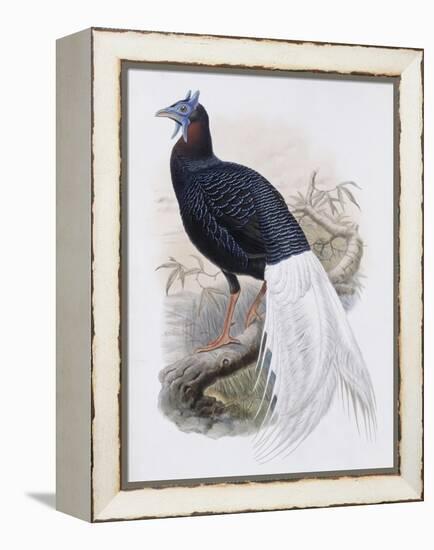 Bulwer's Pheasant-John Gould-Framed Premier Image Canvas