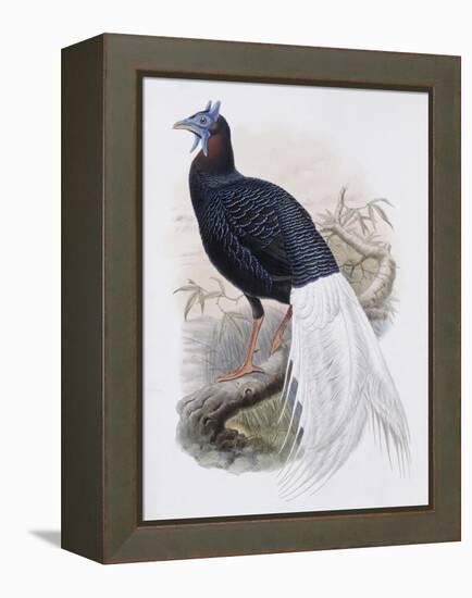 Bulwer's Pheasant-John Gould-Framed Premier Image Canvas