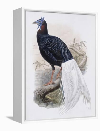 Bulwer's Pheasant-John Gould-Framed Premier Image Canvas