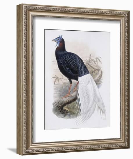 Bulwer's Pheasant-John Gould-Framed Giclee Print