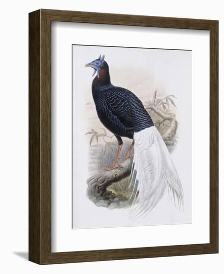 Bulwer's Pheasant-John Gould-Framed Giclee Print