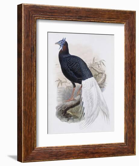 Bulwer's Pheasant-John Gould-Framed Giclee Print