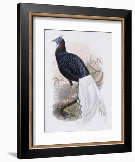 Bulwer's Pheasant-John Gould-Framed Giclee Print