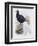 Bulwer's Pheasant-John Gould-Framed Giclee Print