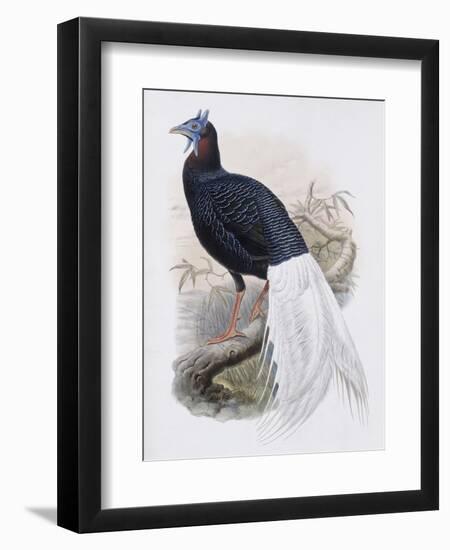 Bulwer's Pheasant-John Gould-Framed Giclee Print